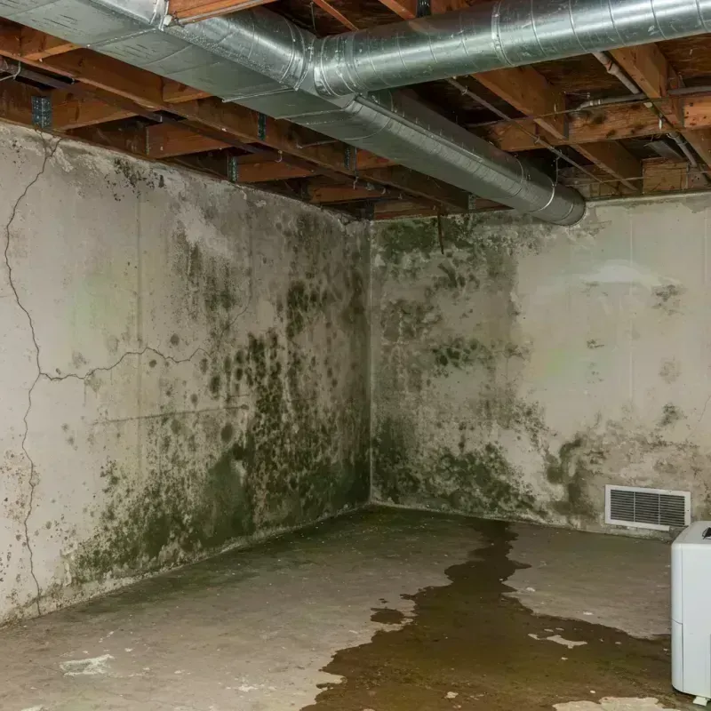 Professional Mold Removal in Louisiana, MO